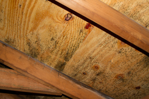 Mold growing on roof sheathing in Greenwich attic